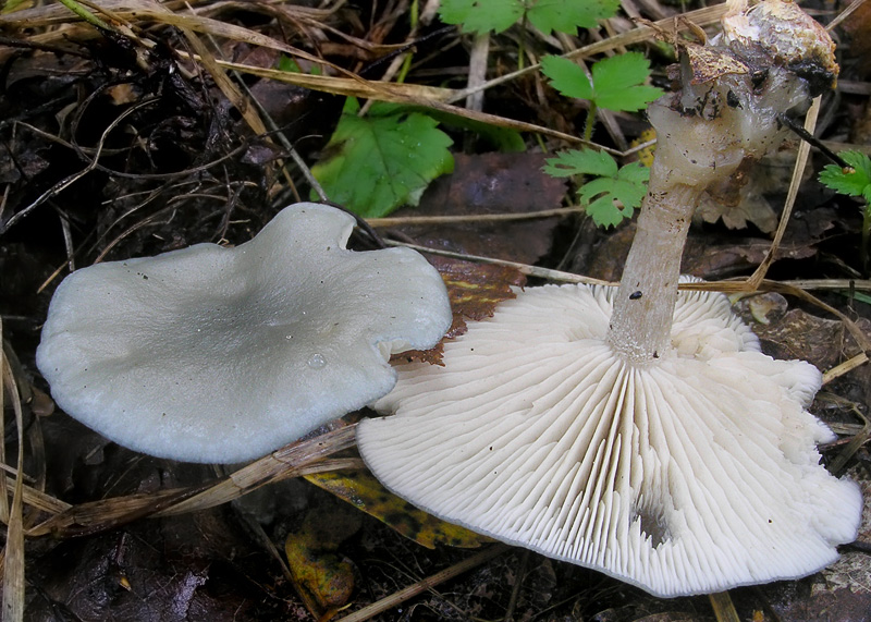 Clitocybe odora